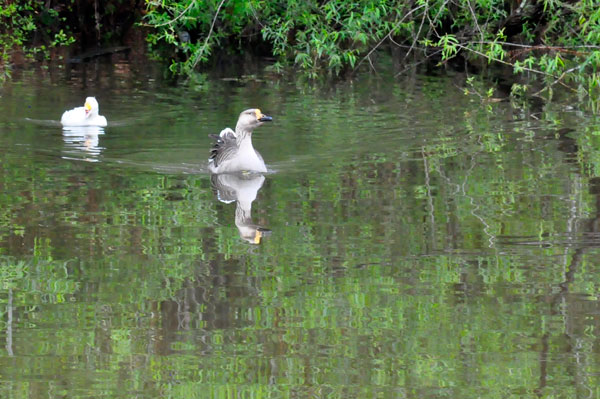 here comes the ducks